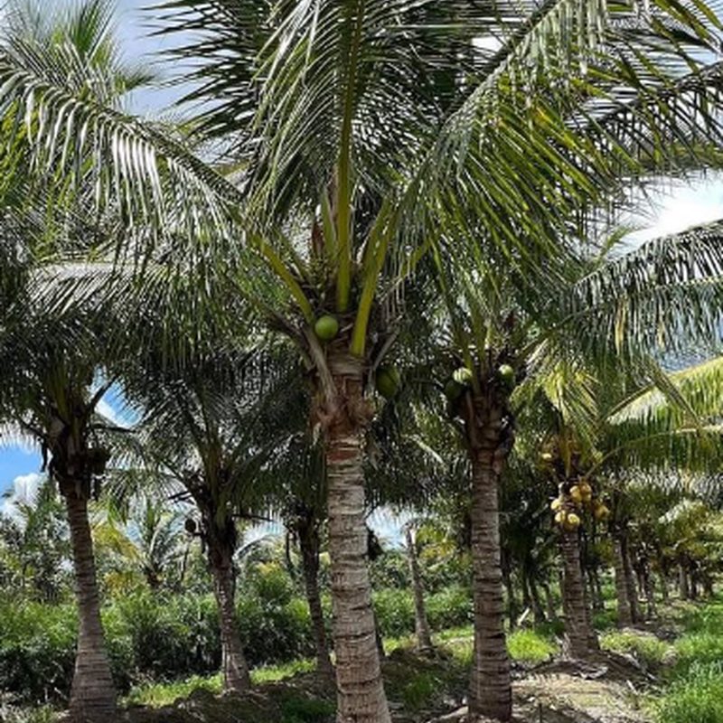 Coconut palms growing in rows at a South Florida field where Coast Landscape Design hand-selects specimen trees